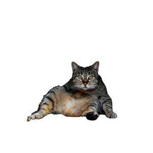 A Cute Tabby Cat Reclining Comfortably On A Colorful Mat, Portraying A Tranquil Moment. 14679 - Cat PNG image with transparent background